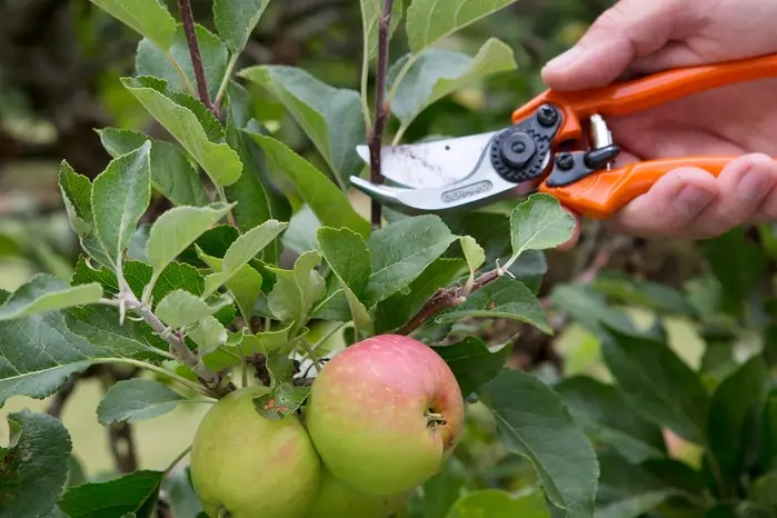 How Apple Tree Pruning Tips Help Small Space Gardeners Solve Low Fruit Yield Problems